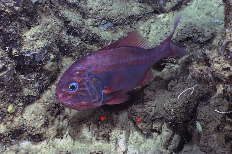 Annual South Pacific fisheries meeting nets bottom trawling controversy
