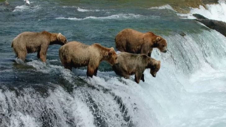Watch Brown Bears Fighting Over Fishing Spots To Catch Salmon In Katmai National Park | Viral Video
