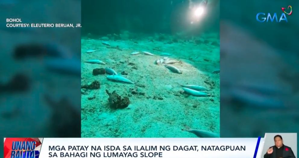 Mga patay na isda, natagpuan sa ilalim ng reef dive site sa Bohol