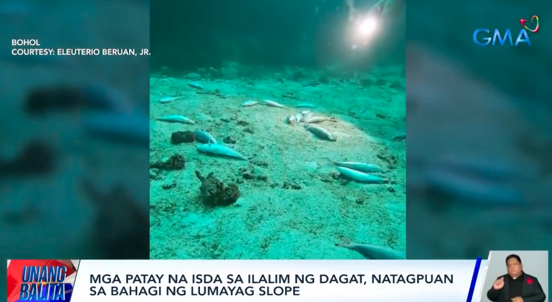 Mga patay na isda, natagpuan sa ilalim ng reef dive site sa Bohol