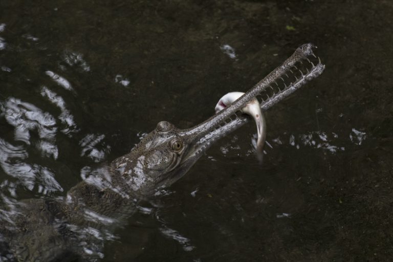 Gharial conservation plan leaves Nepal fishing communities searching for new jobs