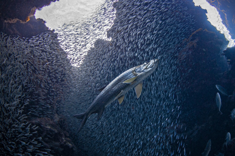 Should all marine reserves ban fishing? Not necessarily, new study shows