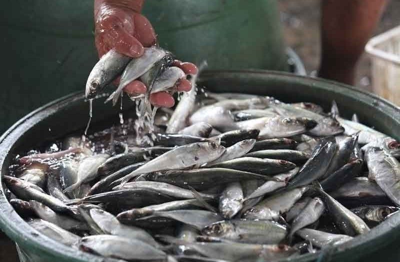 Retail price of galunggong down by P50/kilo