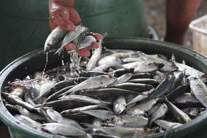 Retail price of galunggong down by P50/kilo