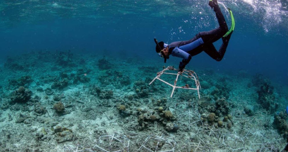 Damaged coral reefs can recover quickly after restoration work