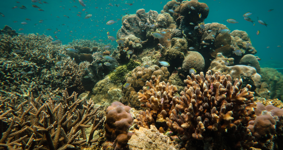 Sandy ‘Reef Stars’ help bring life back to coral reefs hurt by dynamite fishing