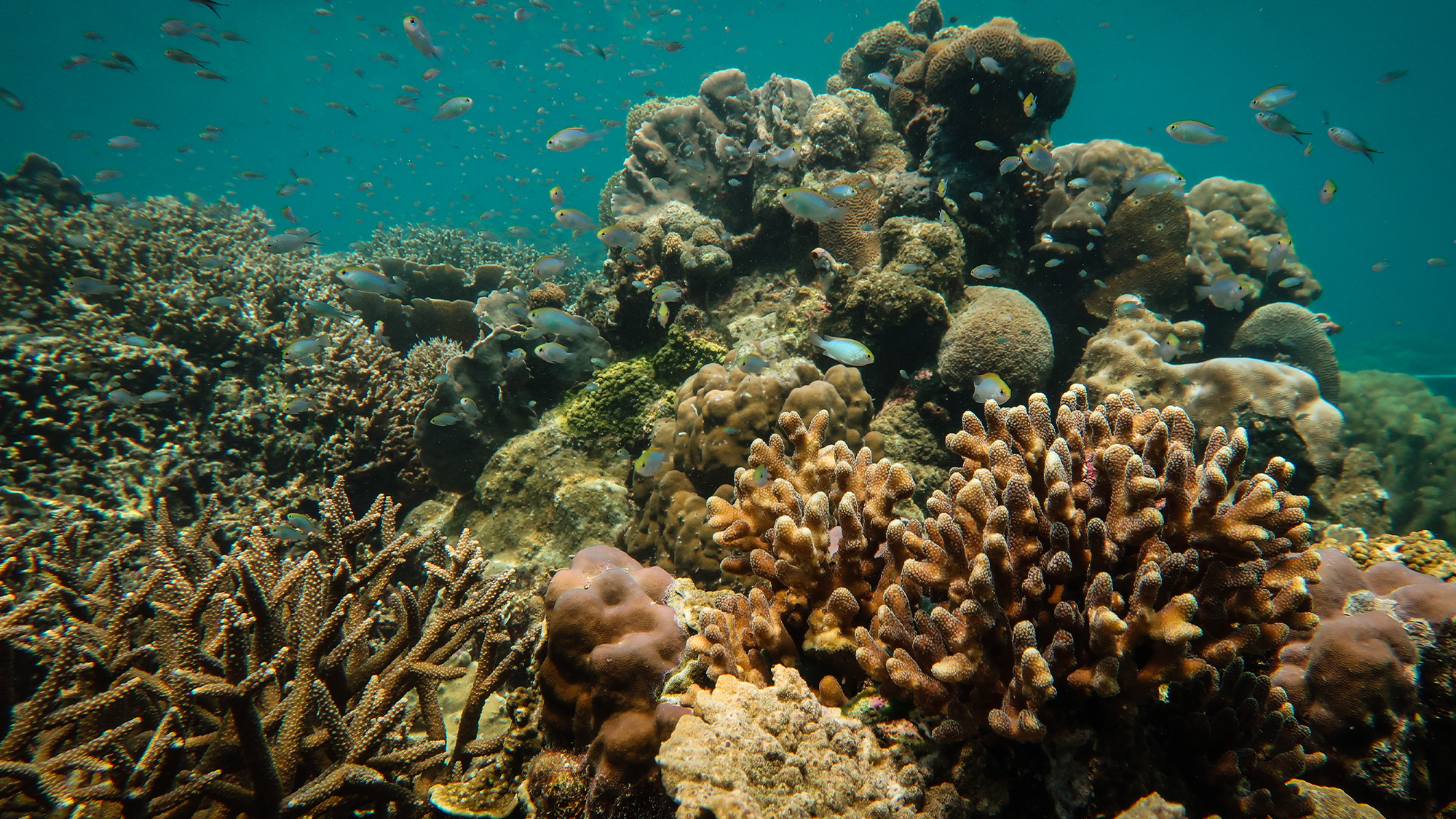 Sandy ‘Reef Stars’ help bring life back to coral reefs hurt by dynamite fishing
