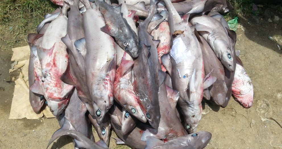 Deepwater Sharks Are Threatened by Demand for Liver Oil
