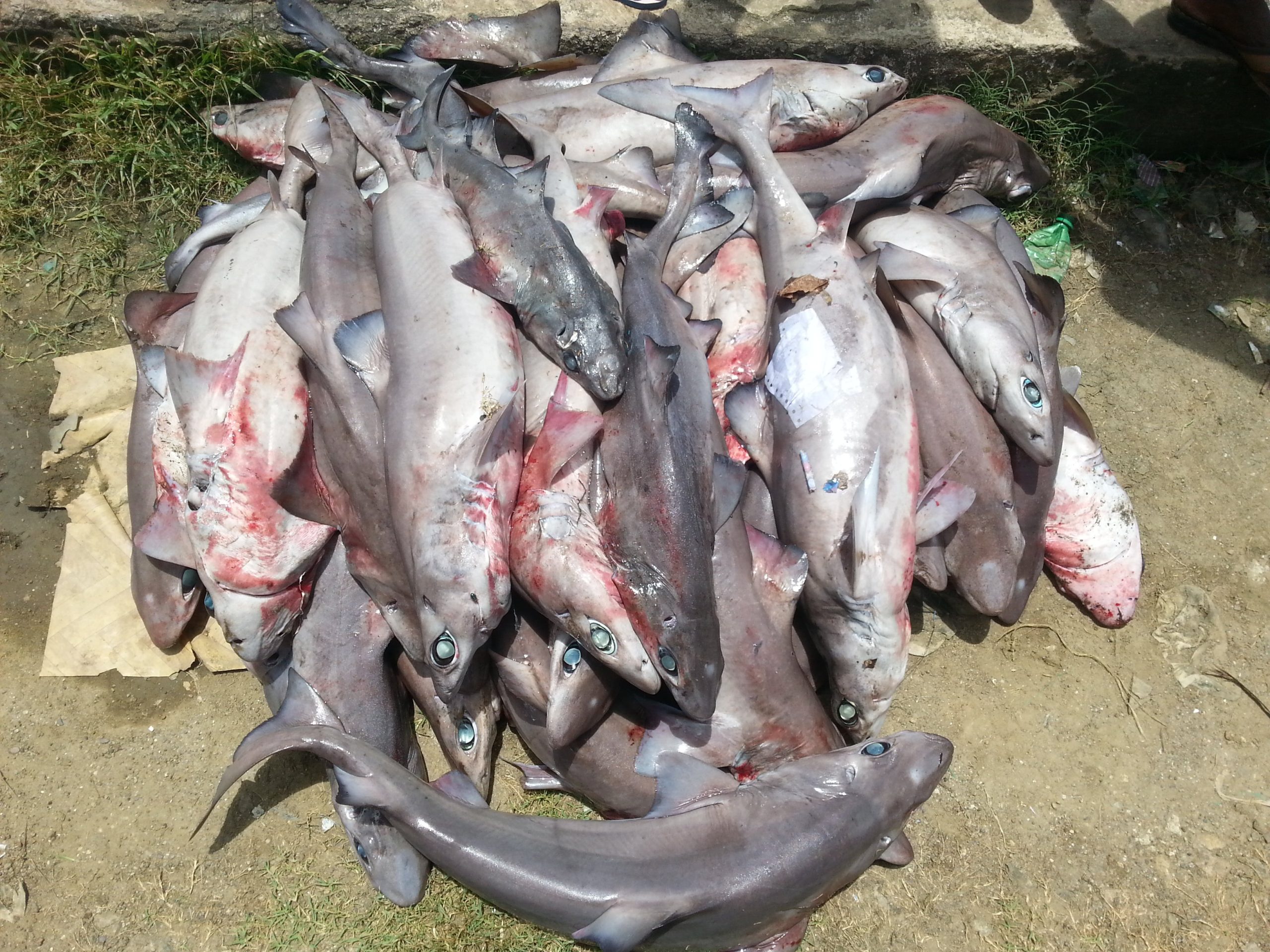 Deepwater Sharks Are Threatened by Demand for Liver Oil