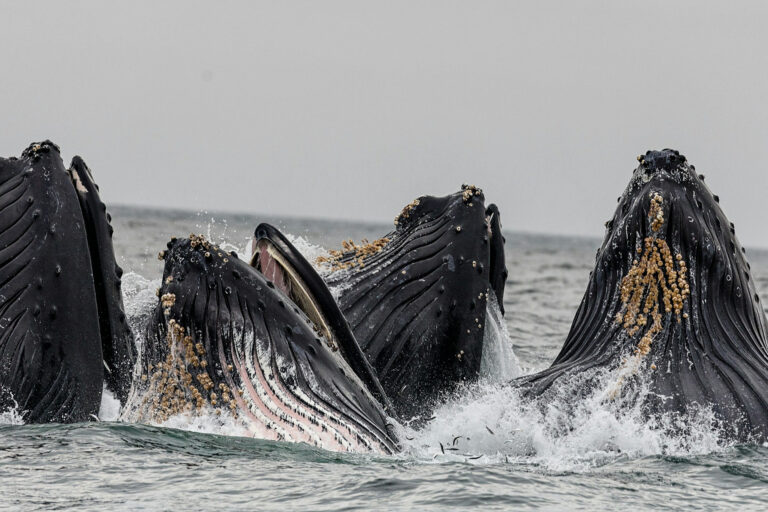 Huge new no-fishing zones give Antarctic marine predators and their prey a break
