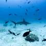 Darwin’s Galapagos island species, protected yet still at risk