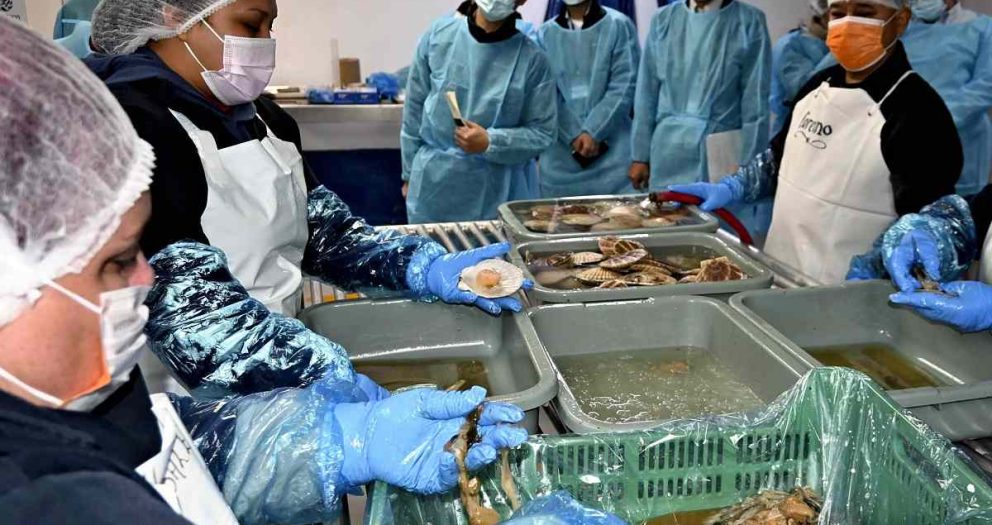 Japan Businesses Inspect Scallop Processing in Mexico; U.S. Market in Mind Amid China’s Import Ban on Seafood
