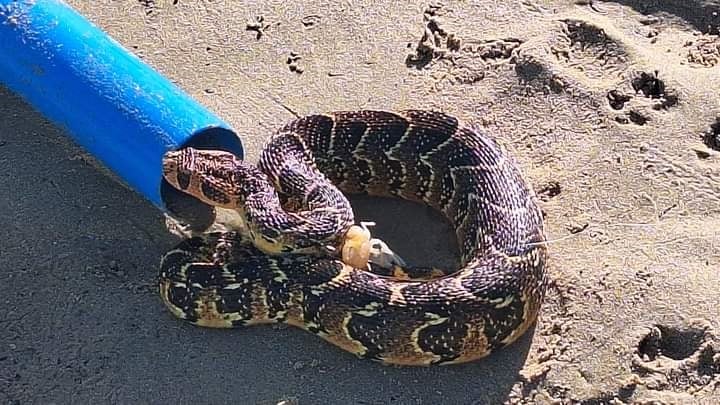 News24 | WATCH | Adder wise, you well? ‘Gobsmacked’ southern Cape man reels in ‘angry’ snake while fishing