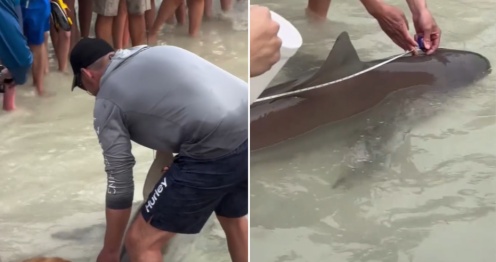 Florida beachgoer wrangles shark caught on fishing rod: video