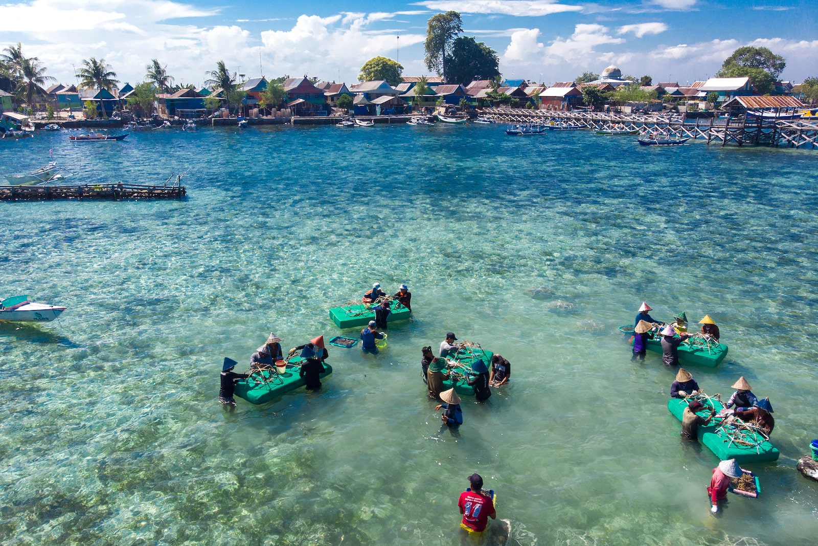 ‘Reef stars’ restored Indonesia’s blast-damaged corals in just 4 years